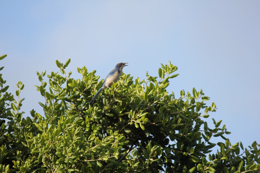 a bird sitting on top of a green tree