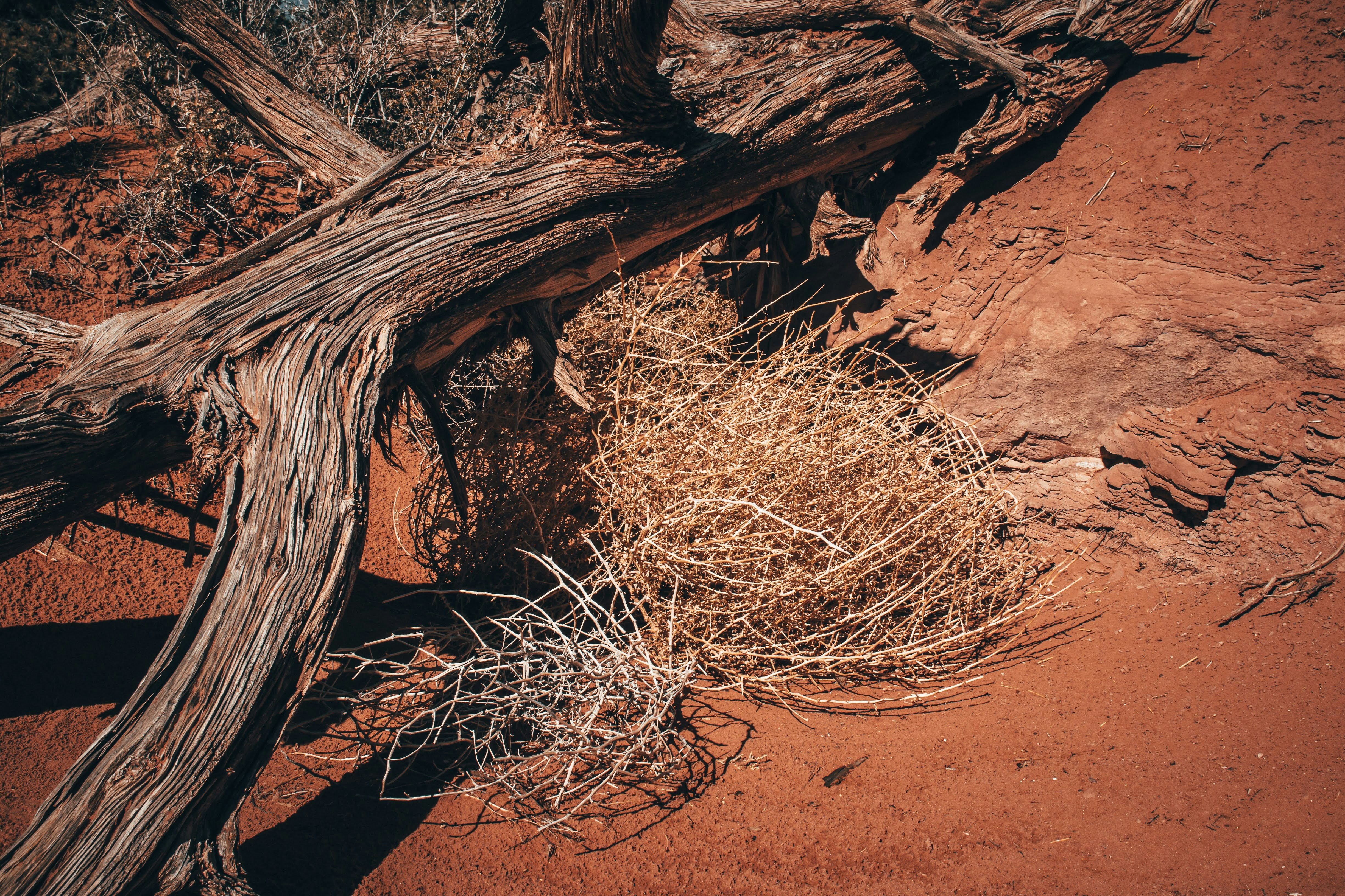 a tree branch laying on top of a red dirt field