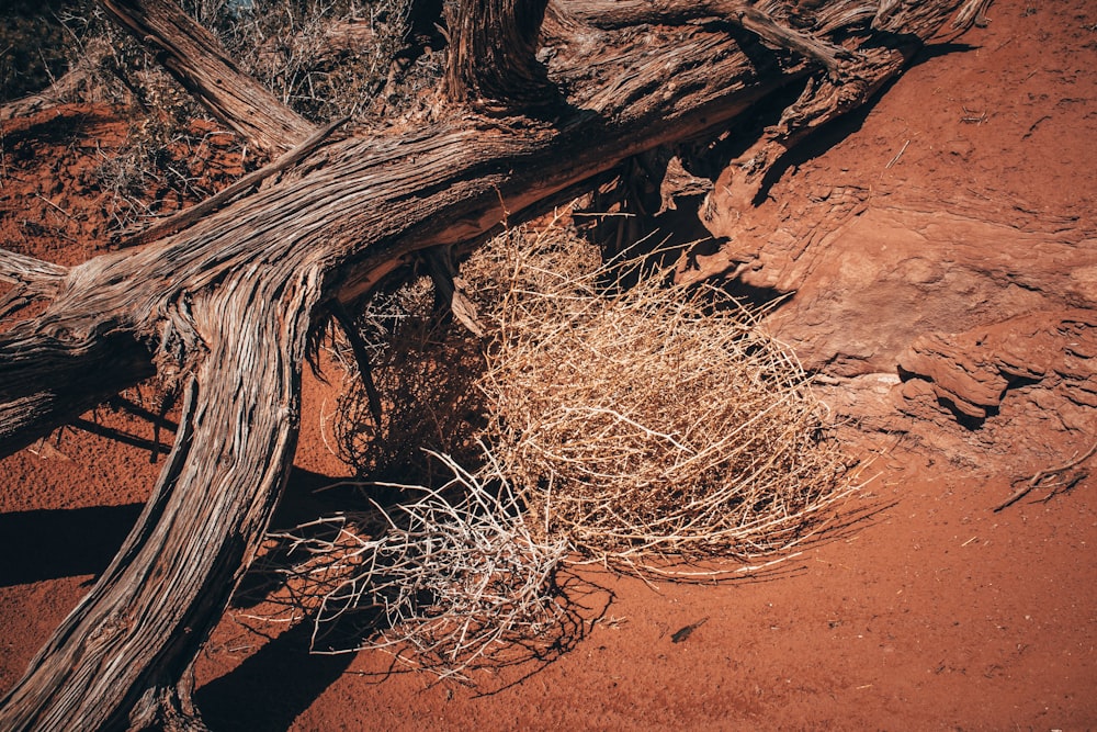 a tree branch laying on top of a red dirt field
