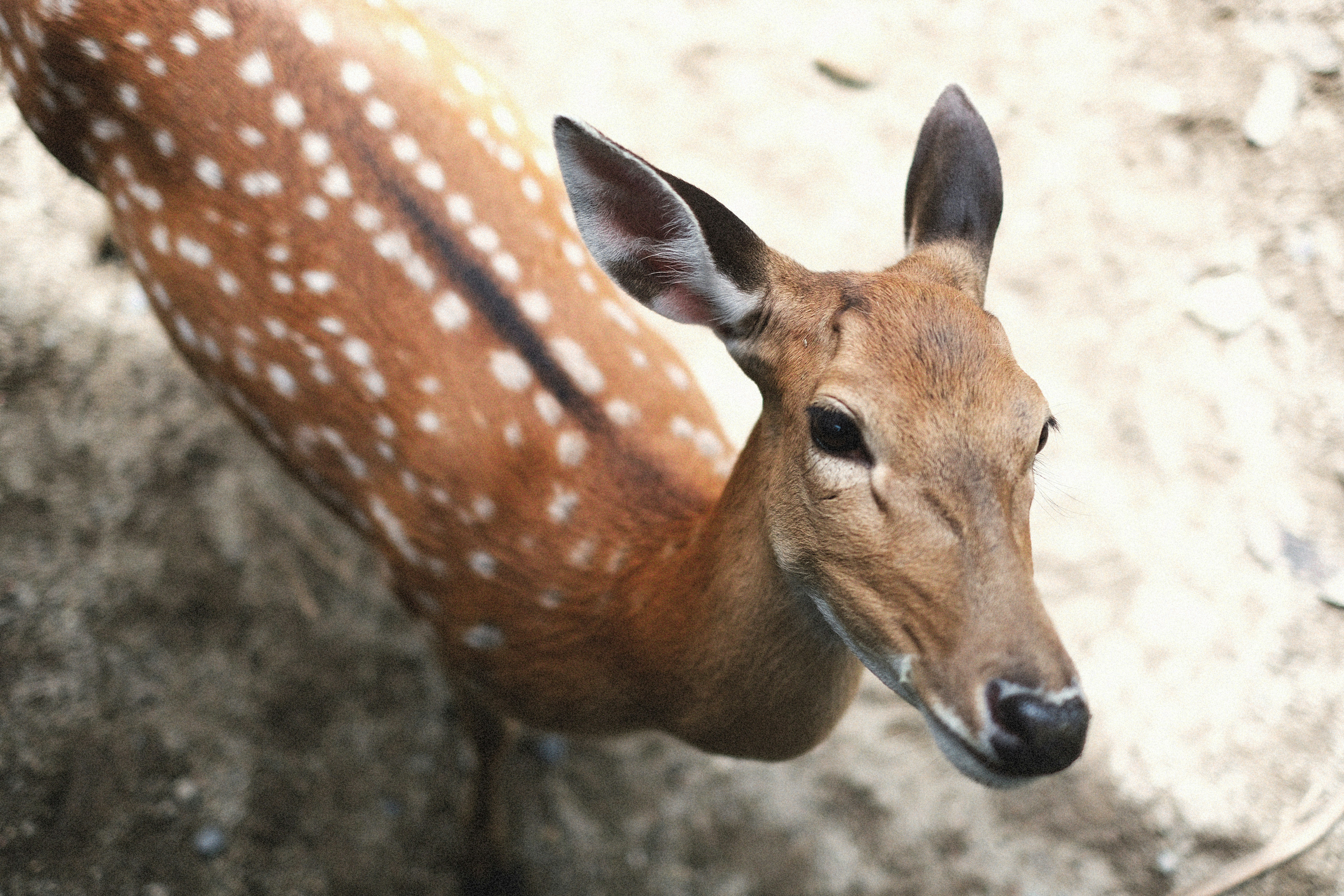 Photo by alexeydemidov