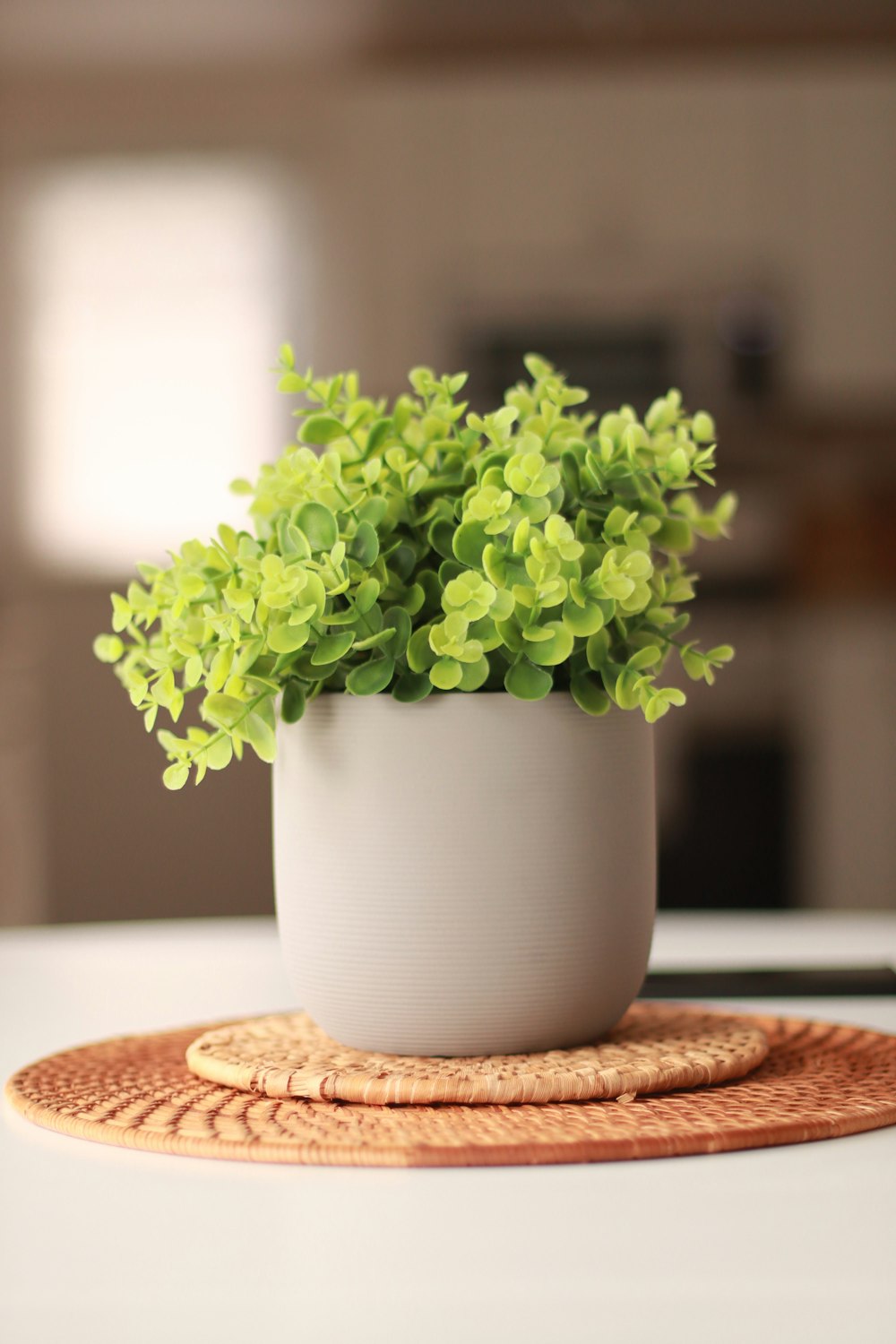 a potted plant sitting on top of a white table