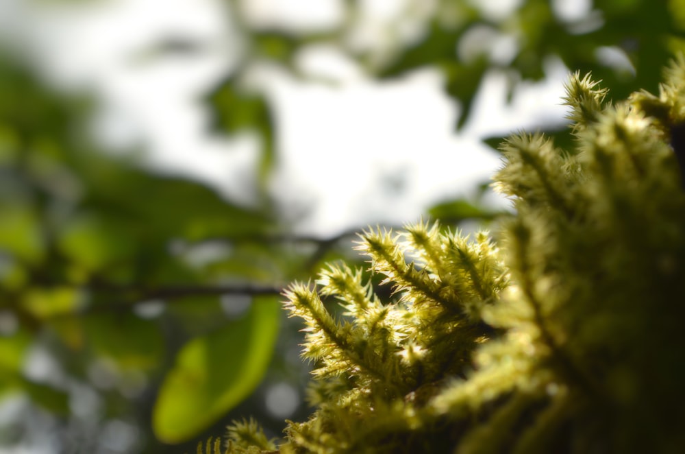 a close up of a tree branch with green leaves