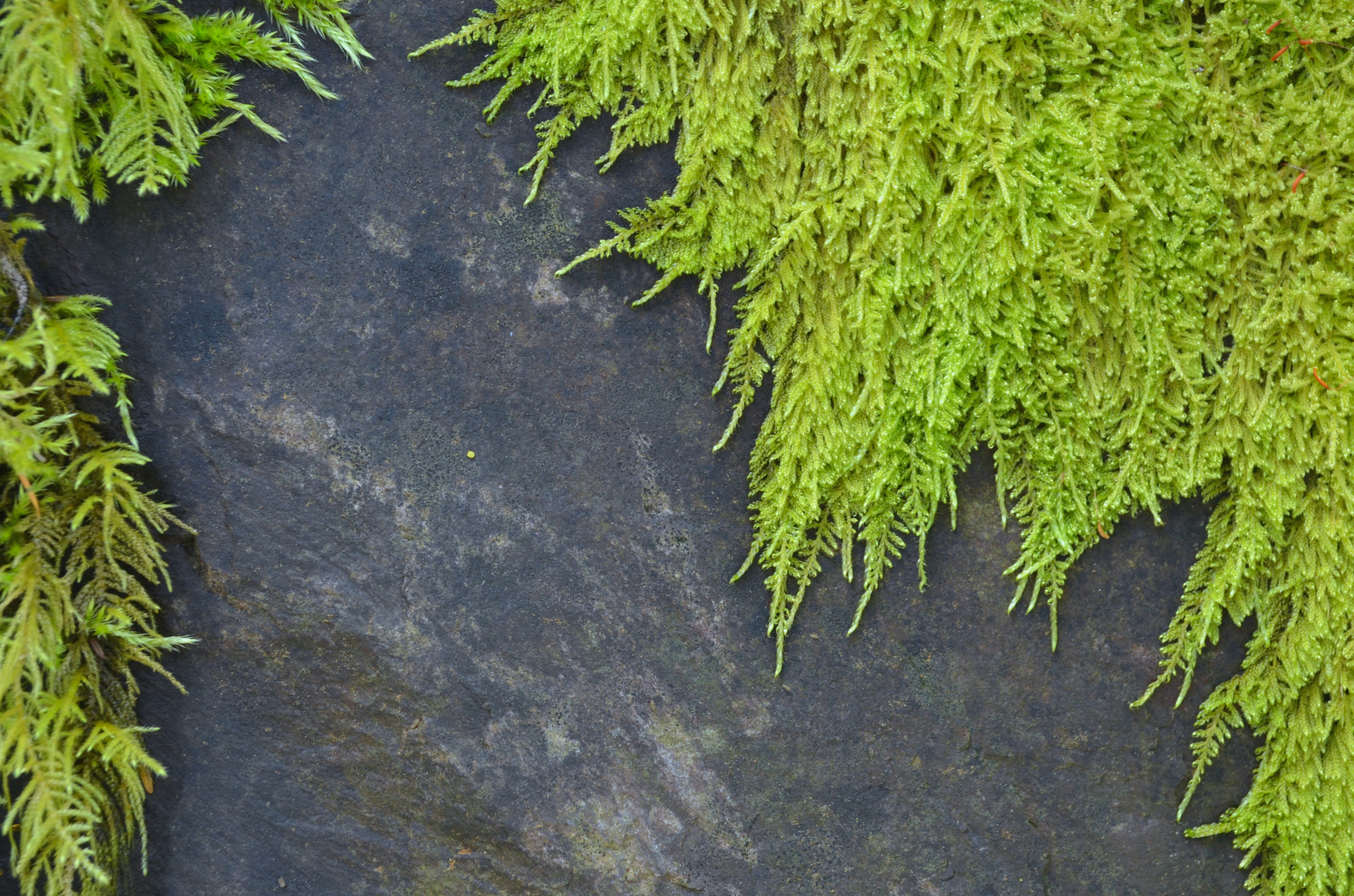 living shoreline before and after change - waterfront construction services