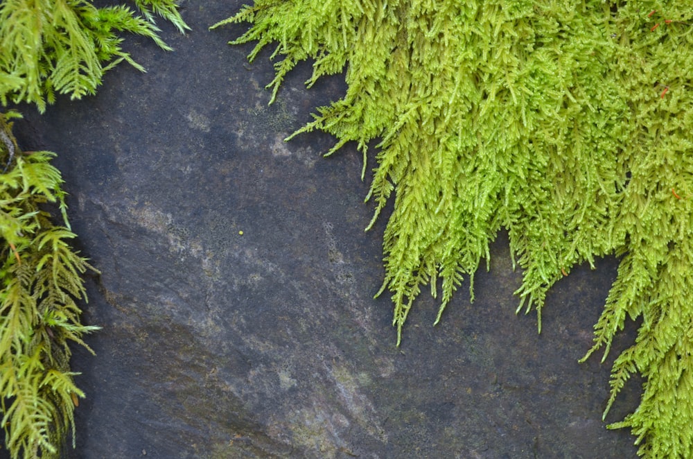 green moss growing on a rock surface