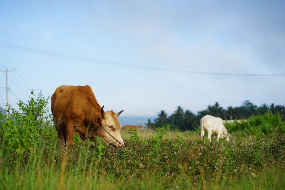 two cows grazing in a grassy field with power lines in the background
