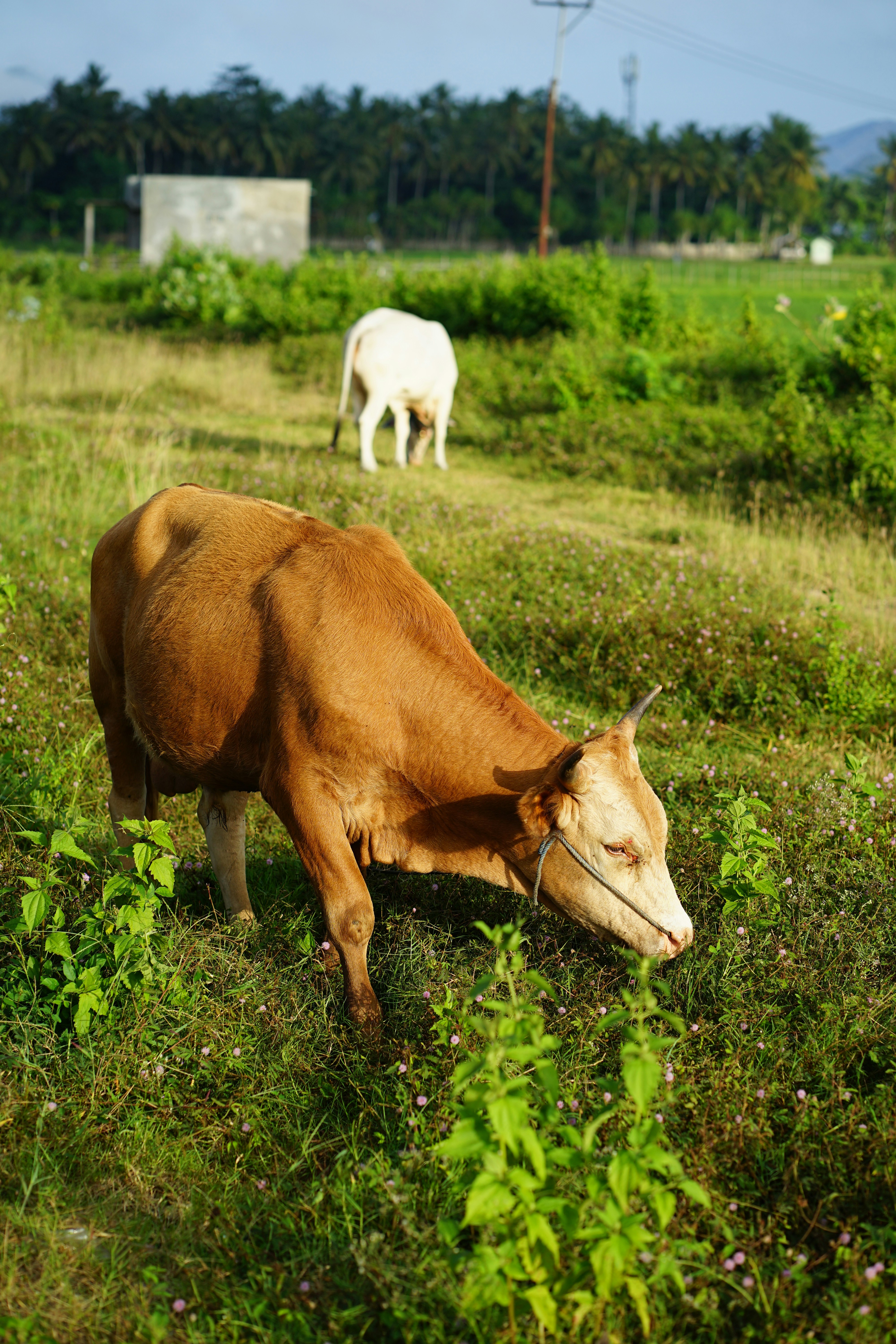 Photo by taliwang_mengaji