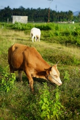 a brown cow laying on top of a lush green field