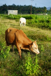a brown cow laying on top of a lush green field