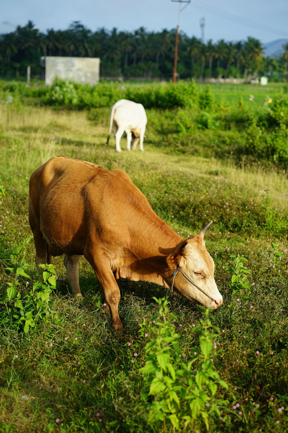 a brown cow laying on top of a lush green field