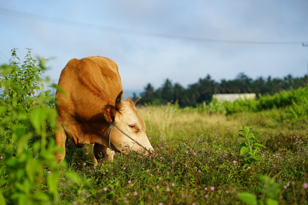a cow is grazing in a field of grass
