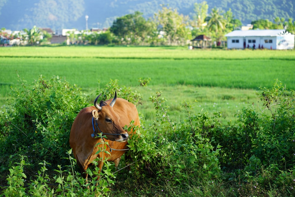 a brown cow standing in a lush green field