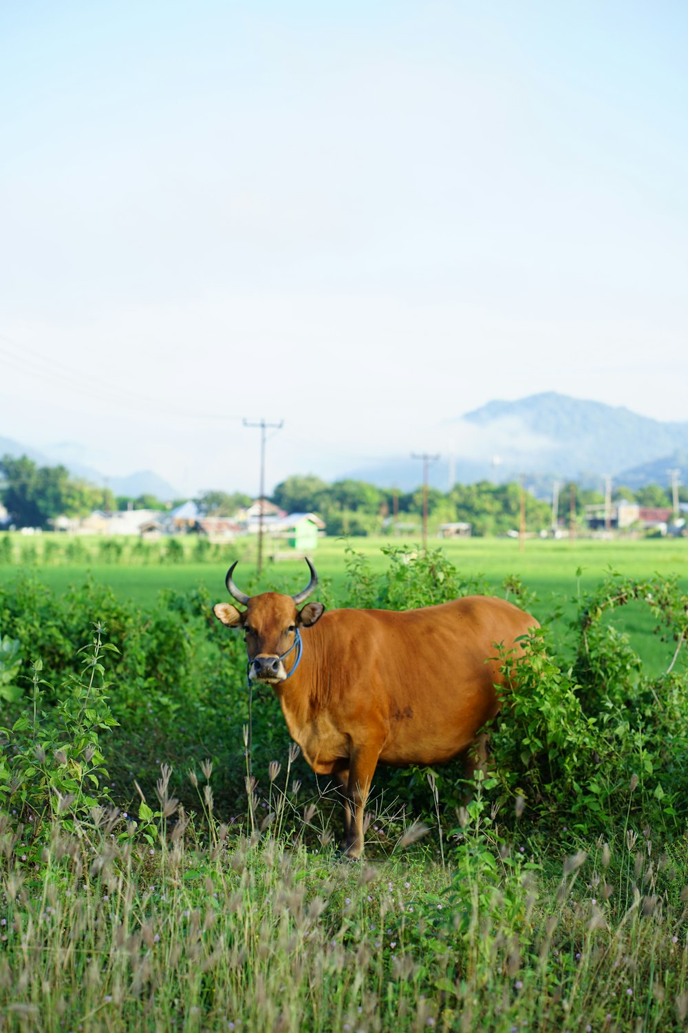 a brown cow standing in a lush green field