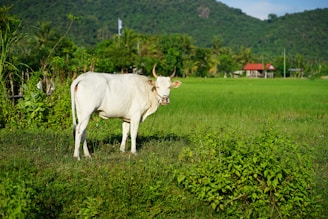 A white cow stands in a lush green field surrounded by various plants and grass. In the distance, there are hills covered with dense vegetation and a couple of small houses with red roofs.