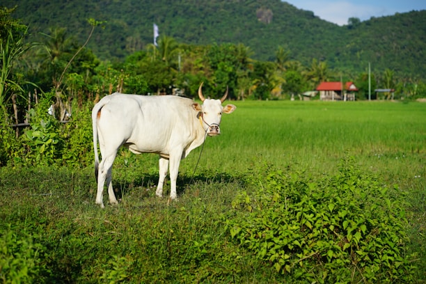 A white cow stands in a lush green field surrounded by various plants and grass. In the distance, there are hills covered with dense vegetation and a couple of small houses with red roofs.