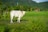 A white cow stands in a lush green field surrounded by various plants and grass. In the distance, there are hills covered with dense vegetation and a couple of small houses with red roofs.