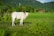 A white cow stands in a lush green field surrounded by various plants and grass. In the distance, there are hills covered with dense vegetation and a couple of small houses with red roofs.