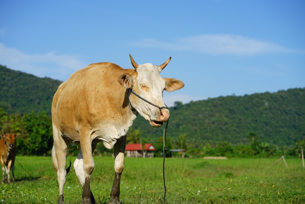 a cow with a halter in a grassy field