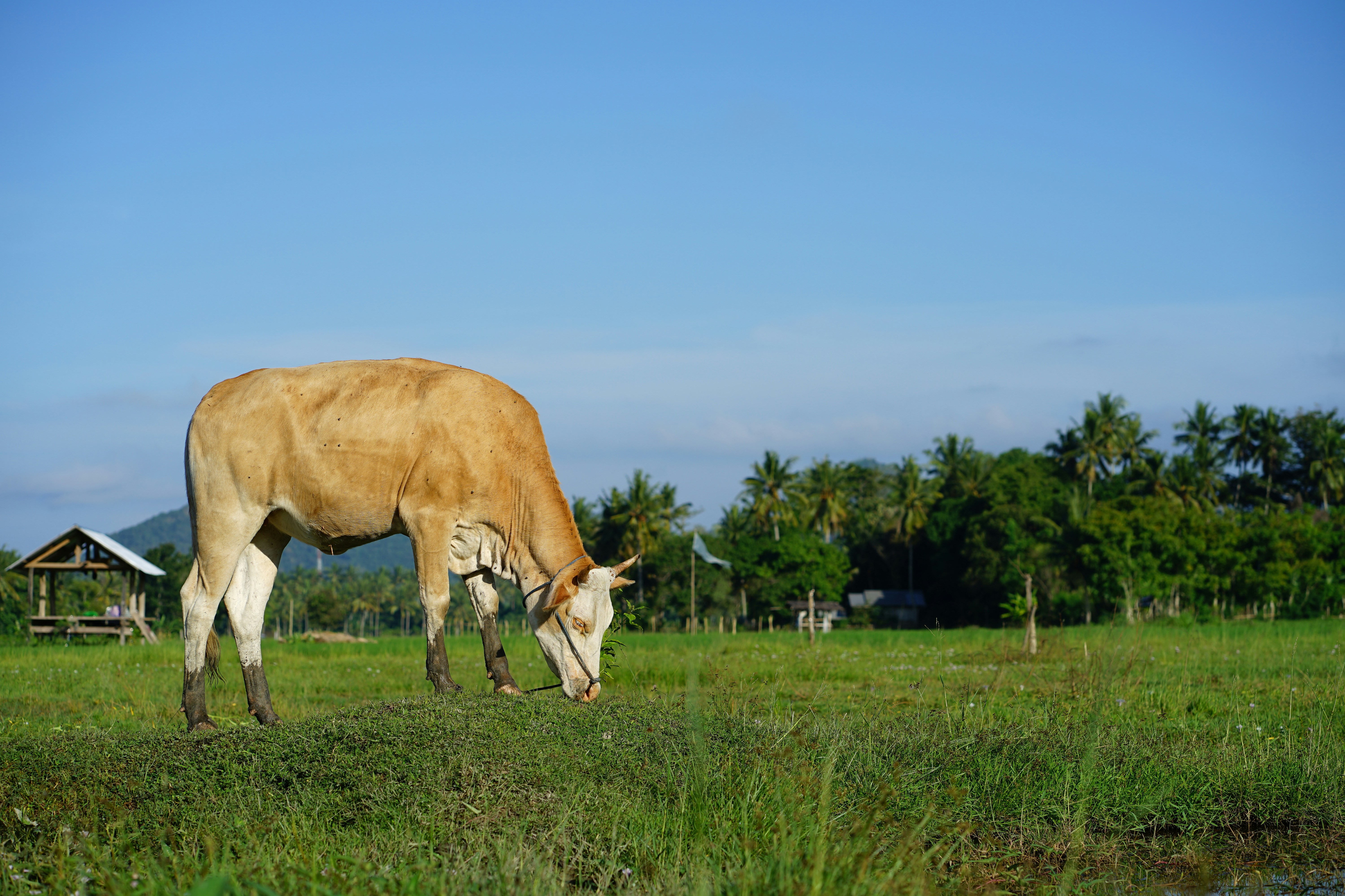 Photo by taliwang_mengaji