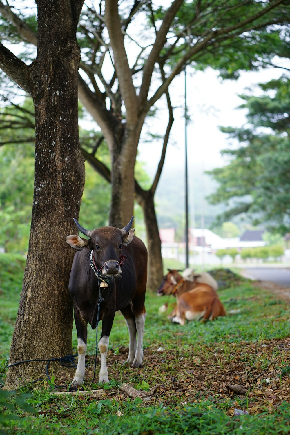 a cow tied to a tree in a park