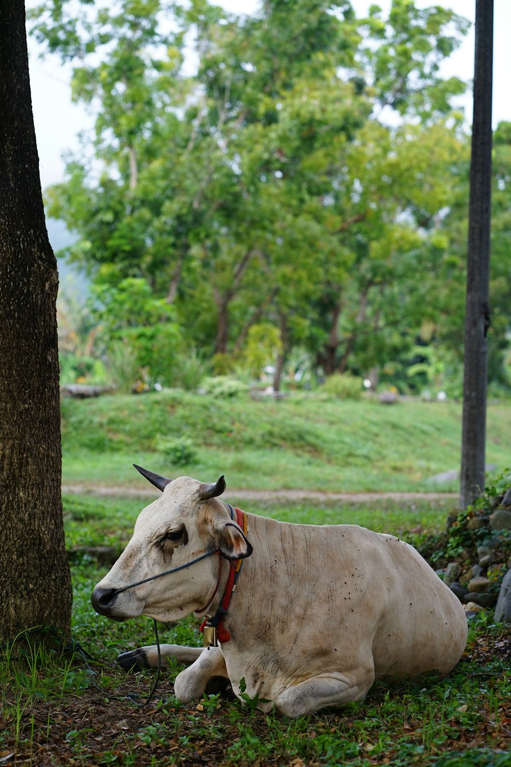 a cow laying down in the grass next to a tree