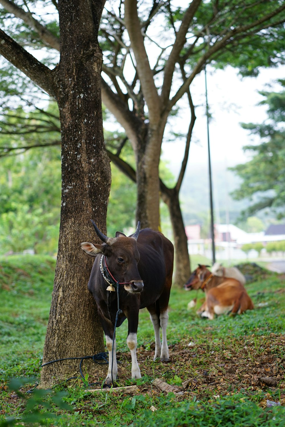 a cow tied to a tree in a park