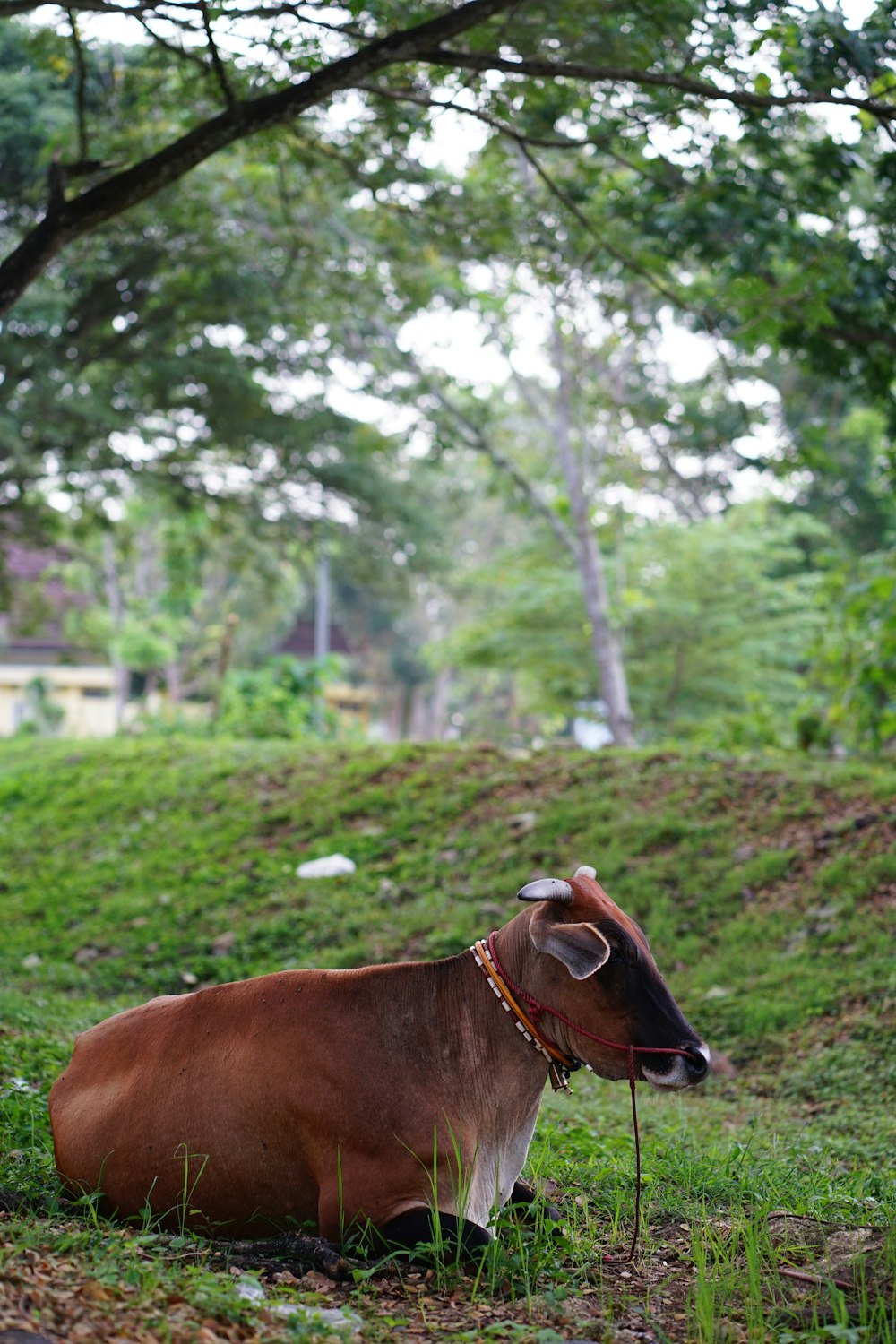 a cow laying down in the grass under a tree