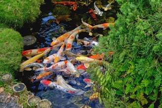 a bunch of fish that are in the water