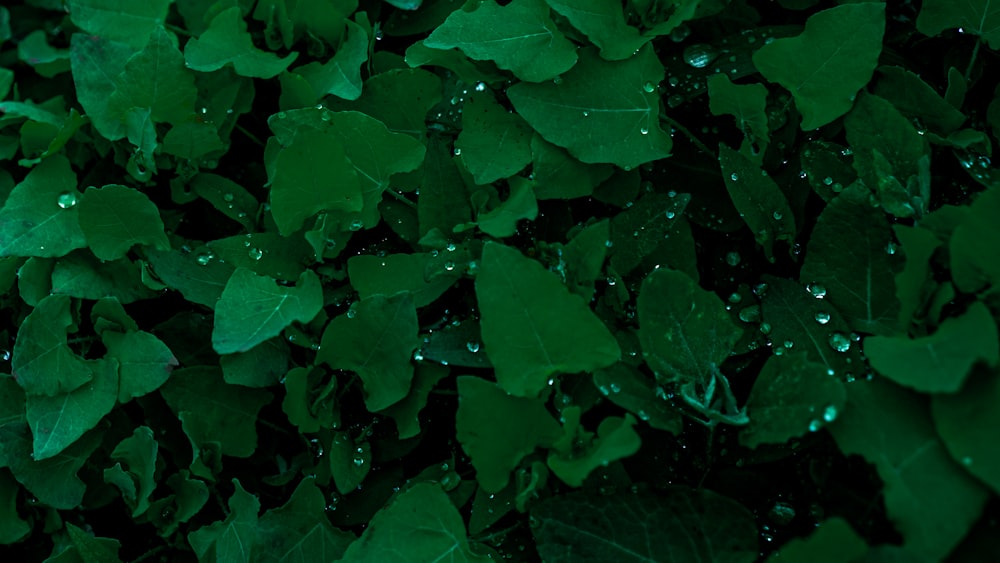 a bunch of green leaves with drops of water on them