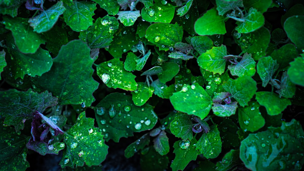 a bunch of green leaves with water droplets on them