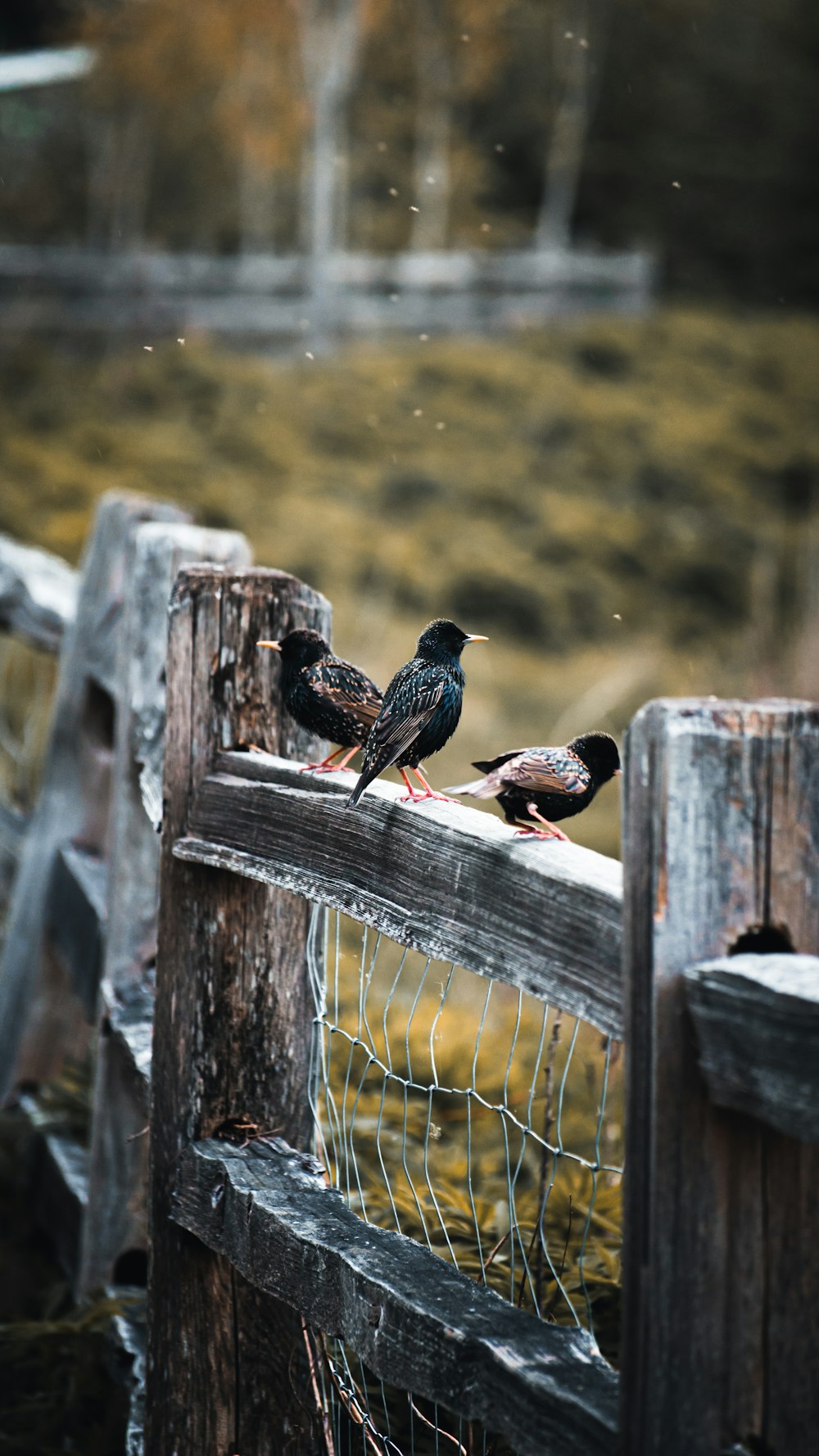 a couple of birds sitting on top of a wooden fence