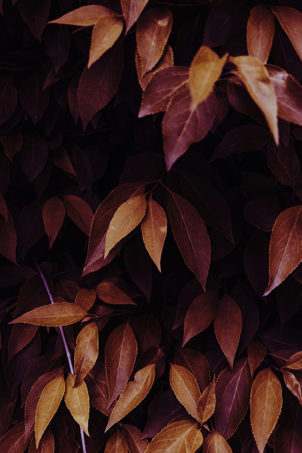 a bunch of leaves that are on a tree