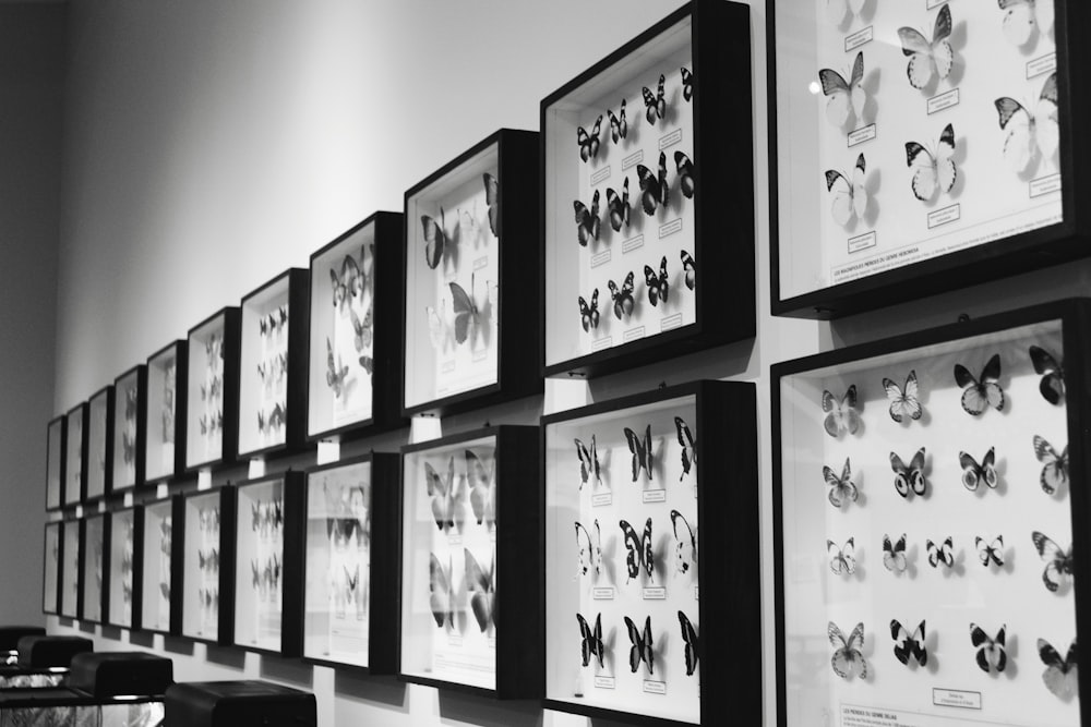black and white photograph of a wall of framed butterflies