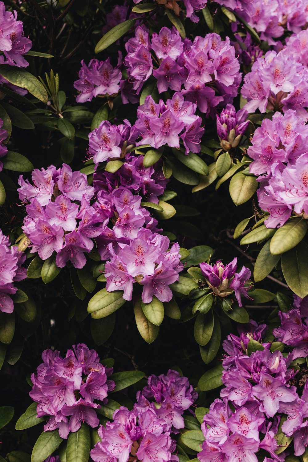 a bunch of purple flowers that are blooming