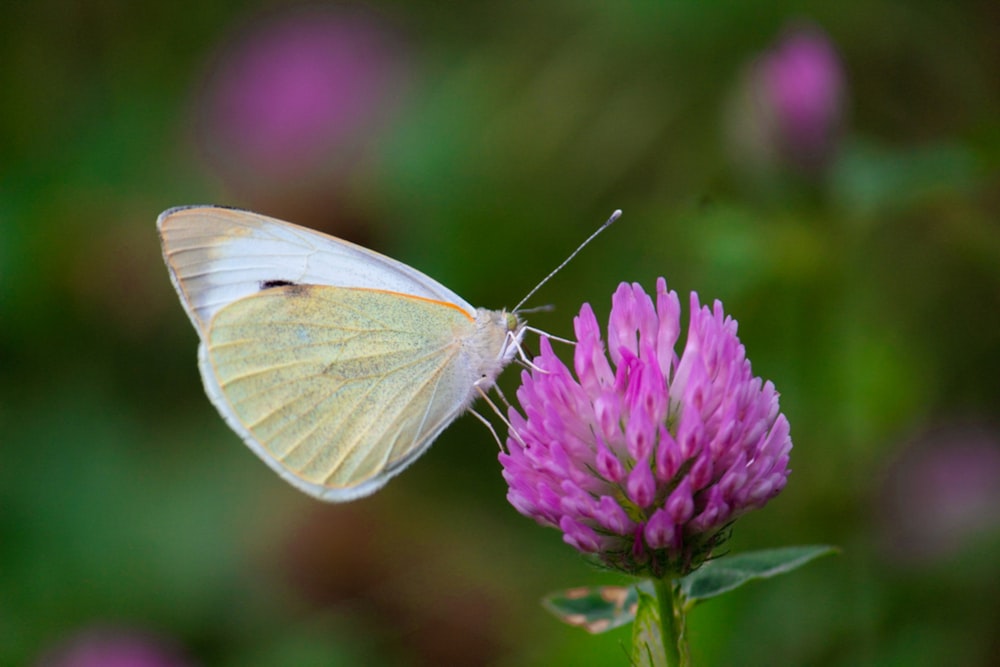 a white butterfly sitting on top of a purple flower