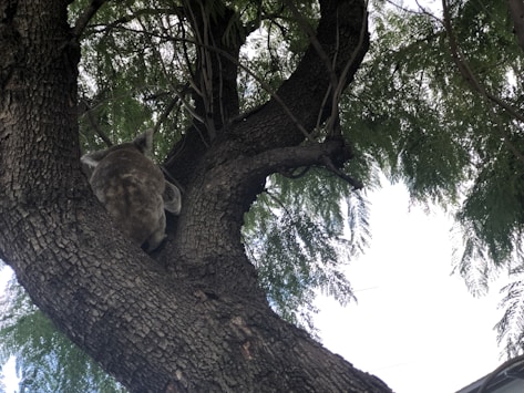 A koala is nestled high up in the branches of a large tree. The tree has thick, textured bark and dense, green leaves that provide ample shade. The sky is partially visible through the foliage, appearing bright and slightly overcast.