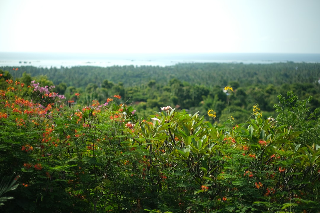 Natural landscape photo spot Banjuwedang Baluran National Park