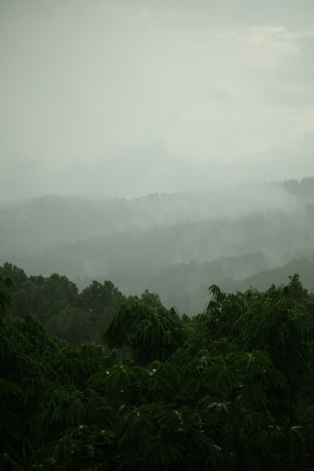 a view of a foggy mountain range with trees in the foreground