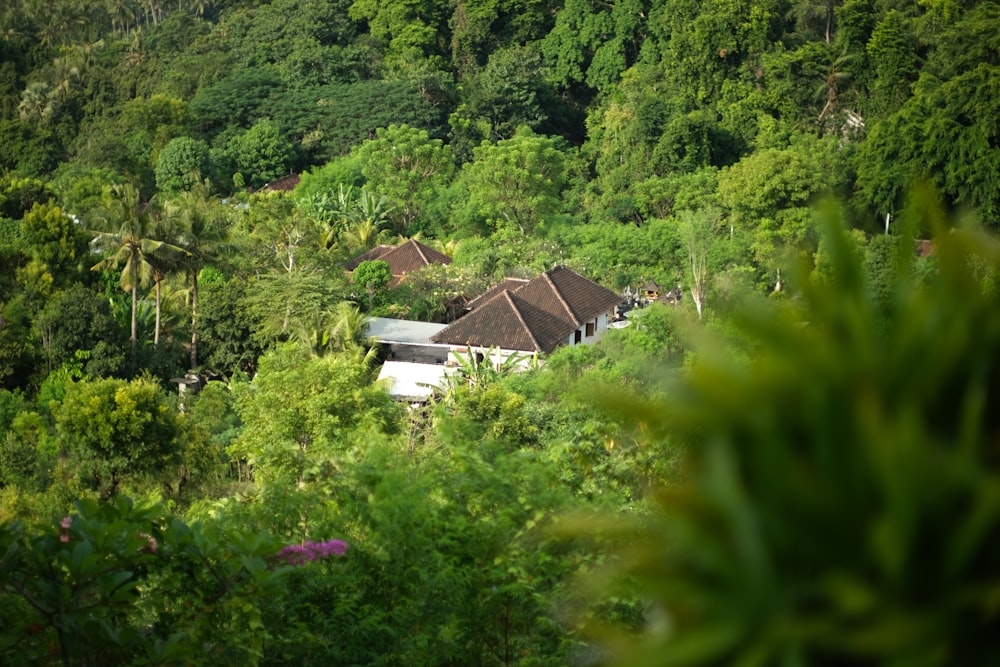 a lush green forest filled with lots of trees