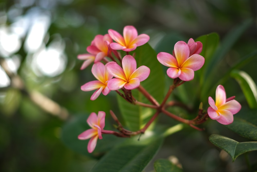 a close up of some pink flowers on a tree