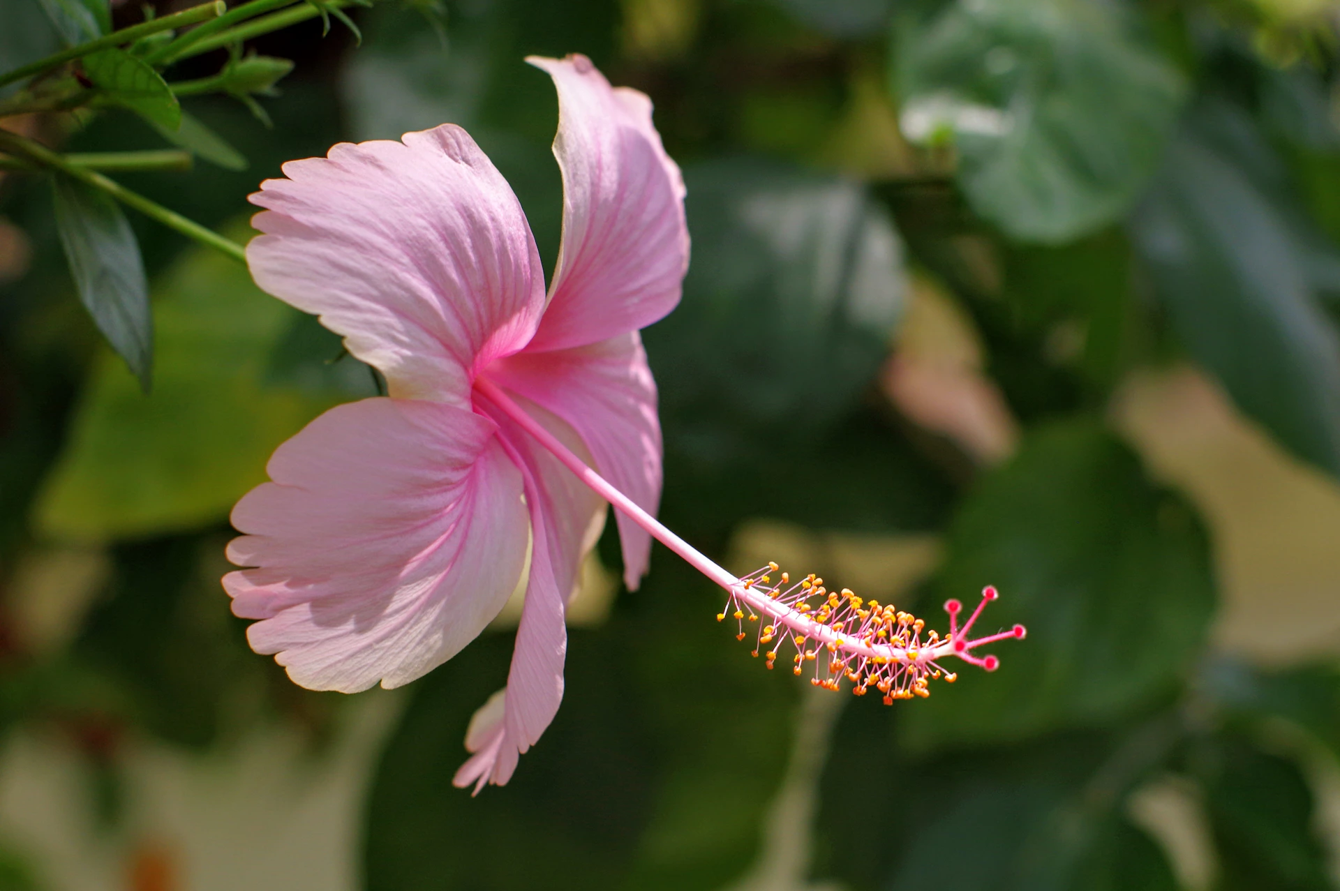 a pink flower with green leaves in the background