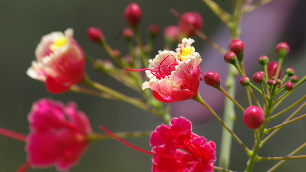 a close up of a bunch of flowers