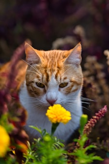 an orange and white cat with a yellow flower