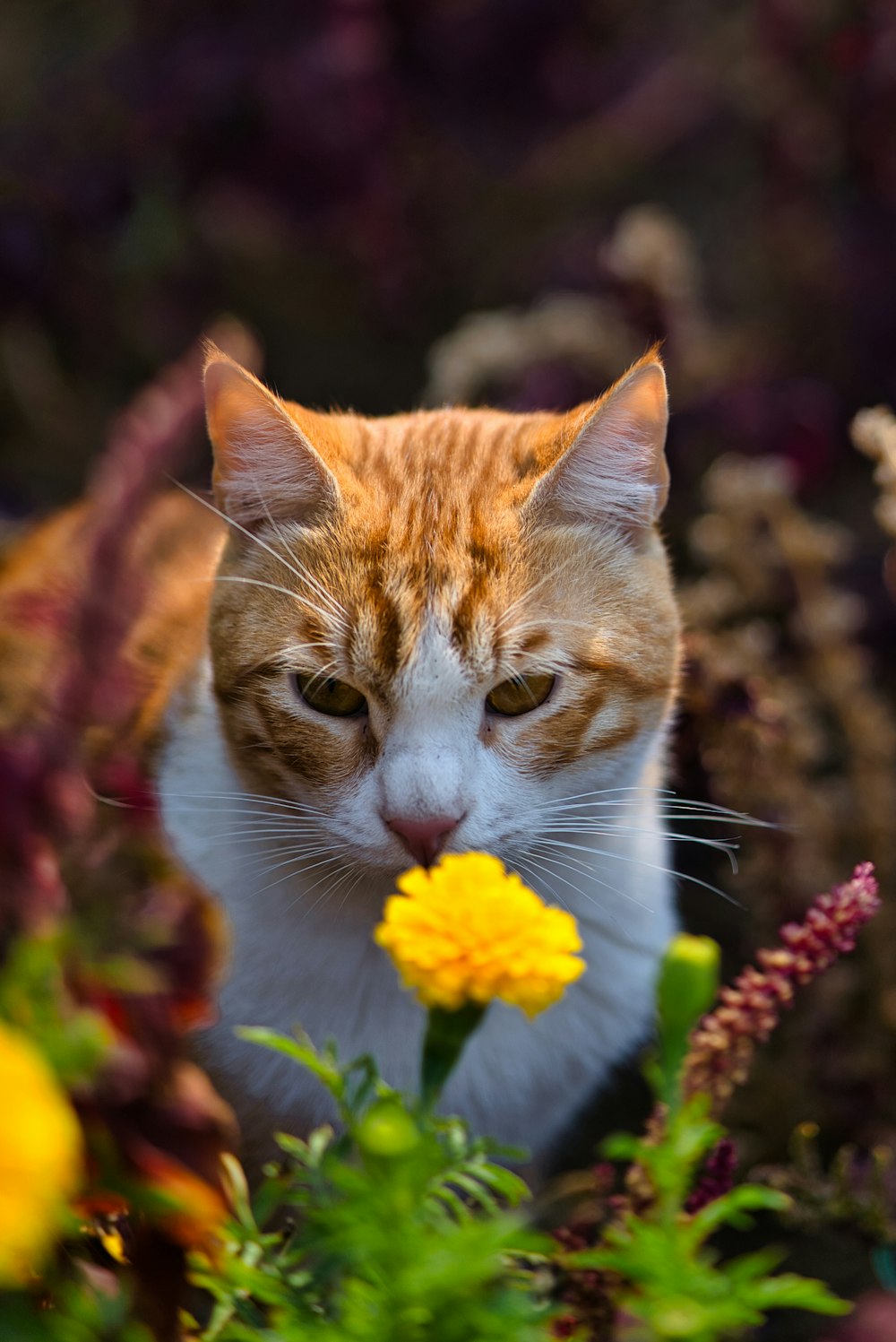 Un gato naranja y blanco con una flor en la boca