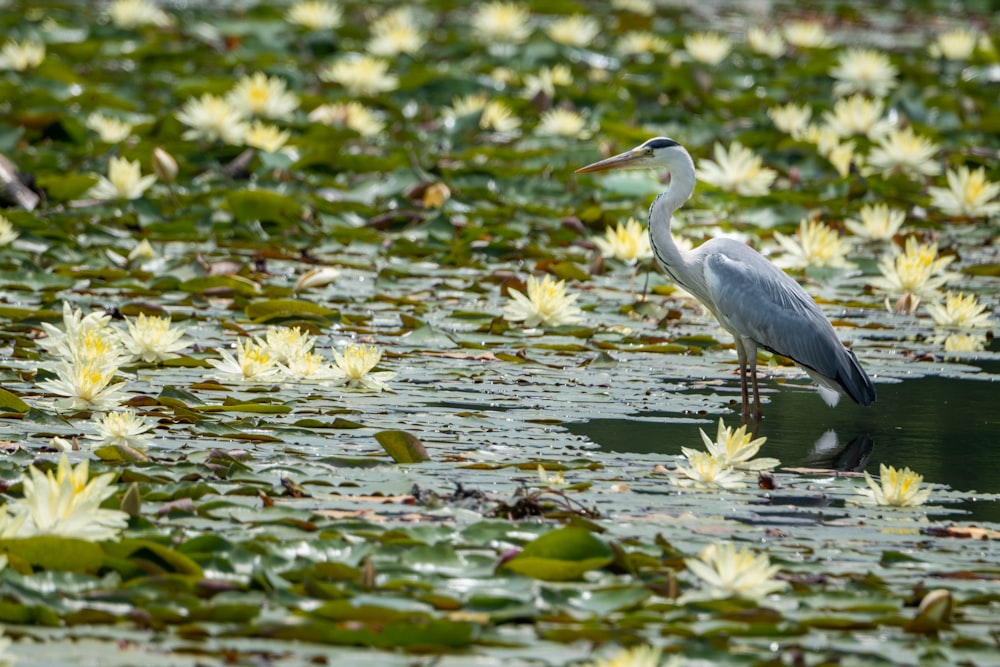a bird is standing in the water surrounded by lily pads