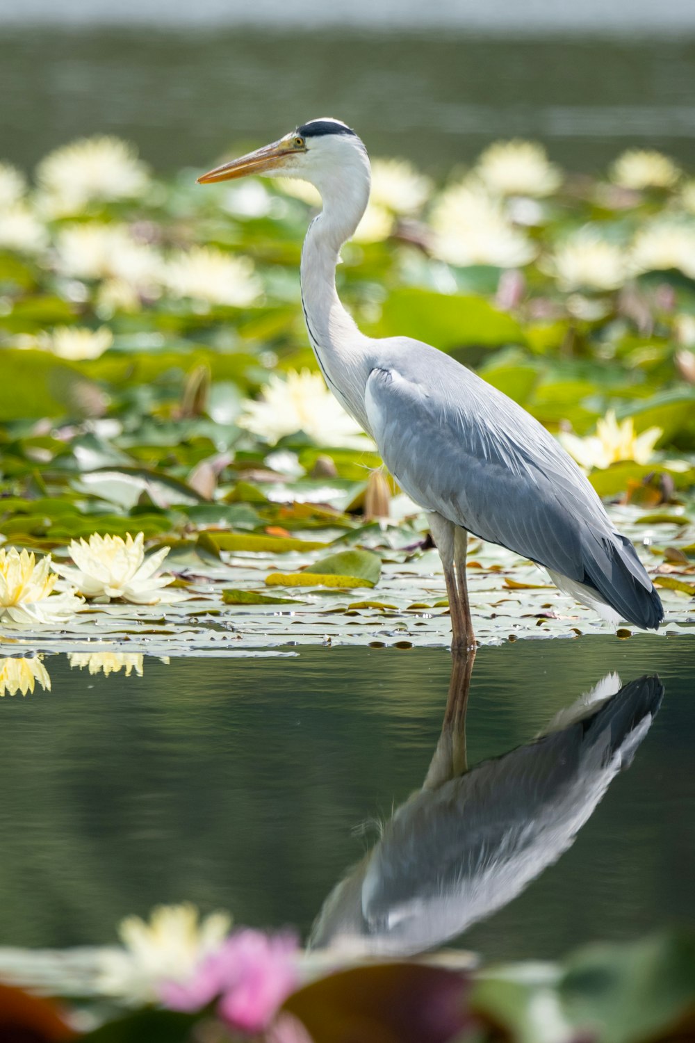 Un pájaro está parado en el agua rodeado de nenúfares