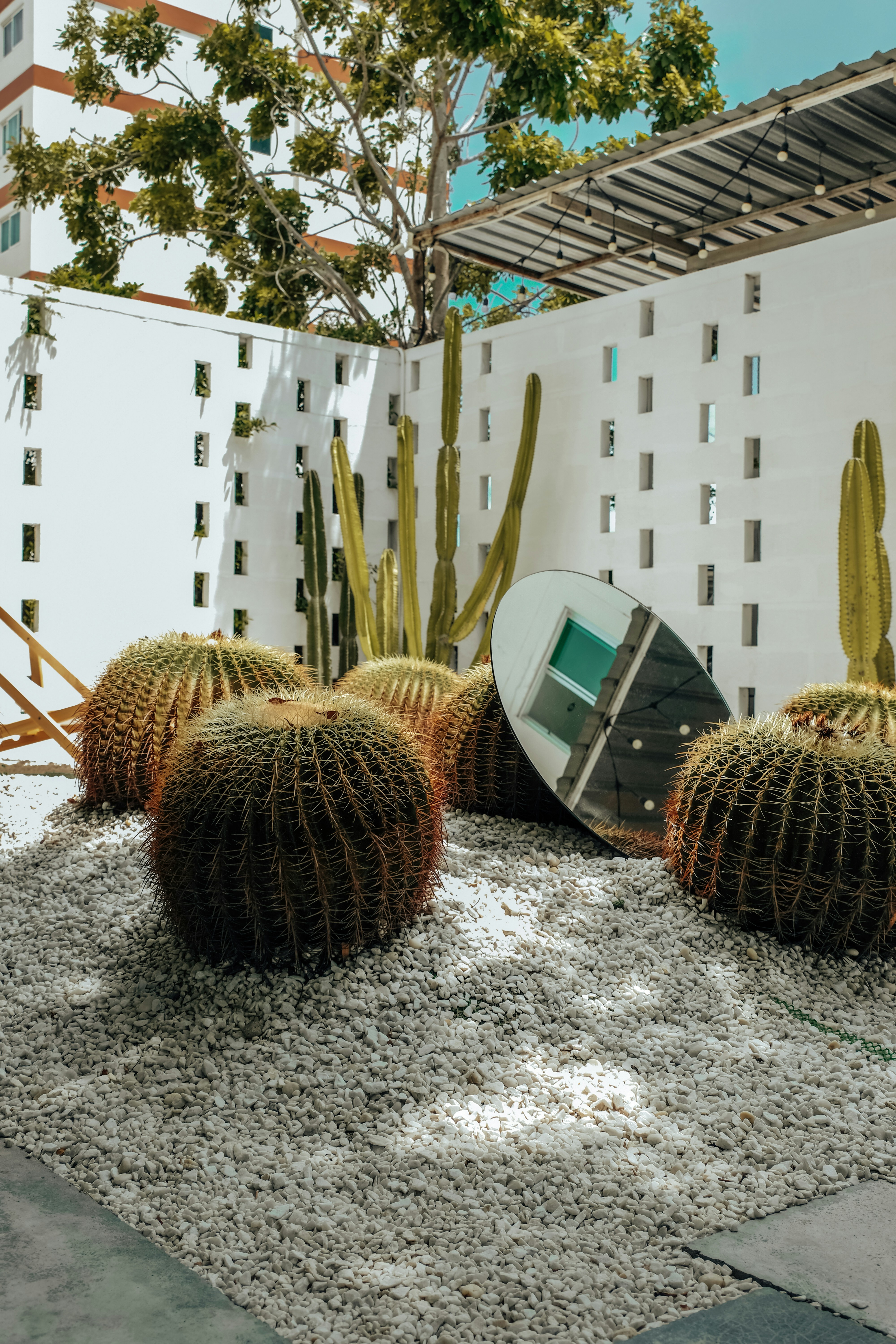 a bunch of cactus sitting on top of a white rug