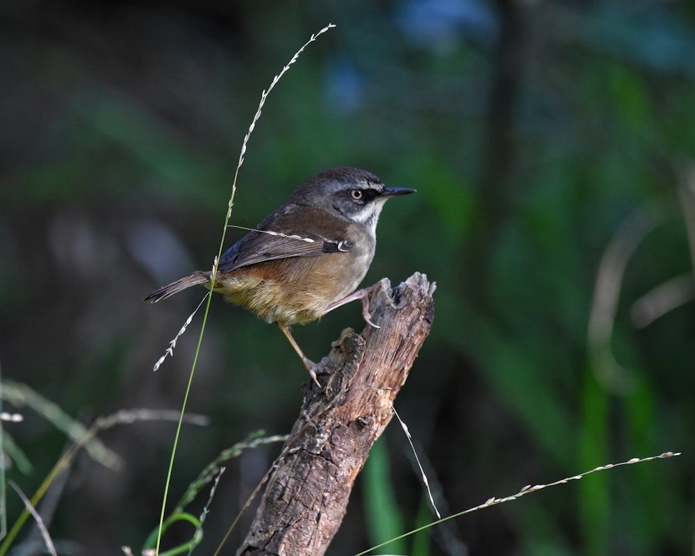 a small bird perched on top of a tree branch