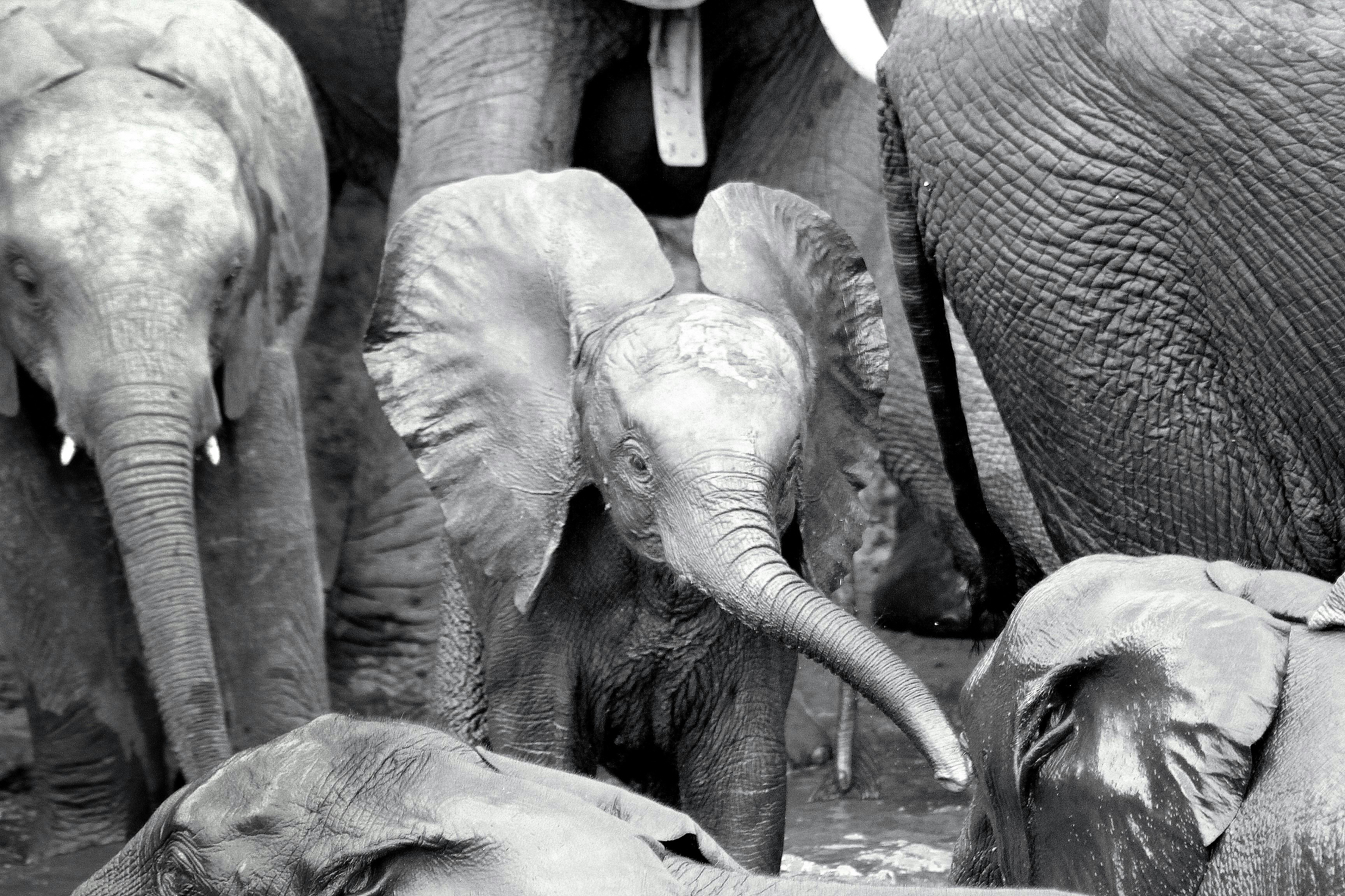 Baby Elephants at Sheldrick Trust