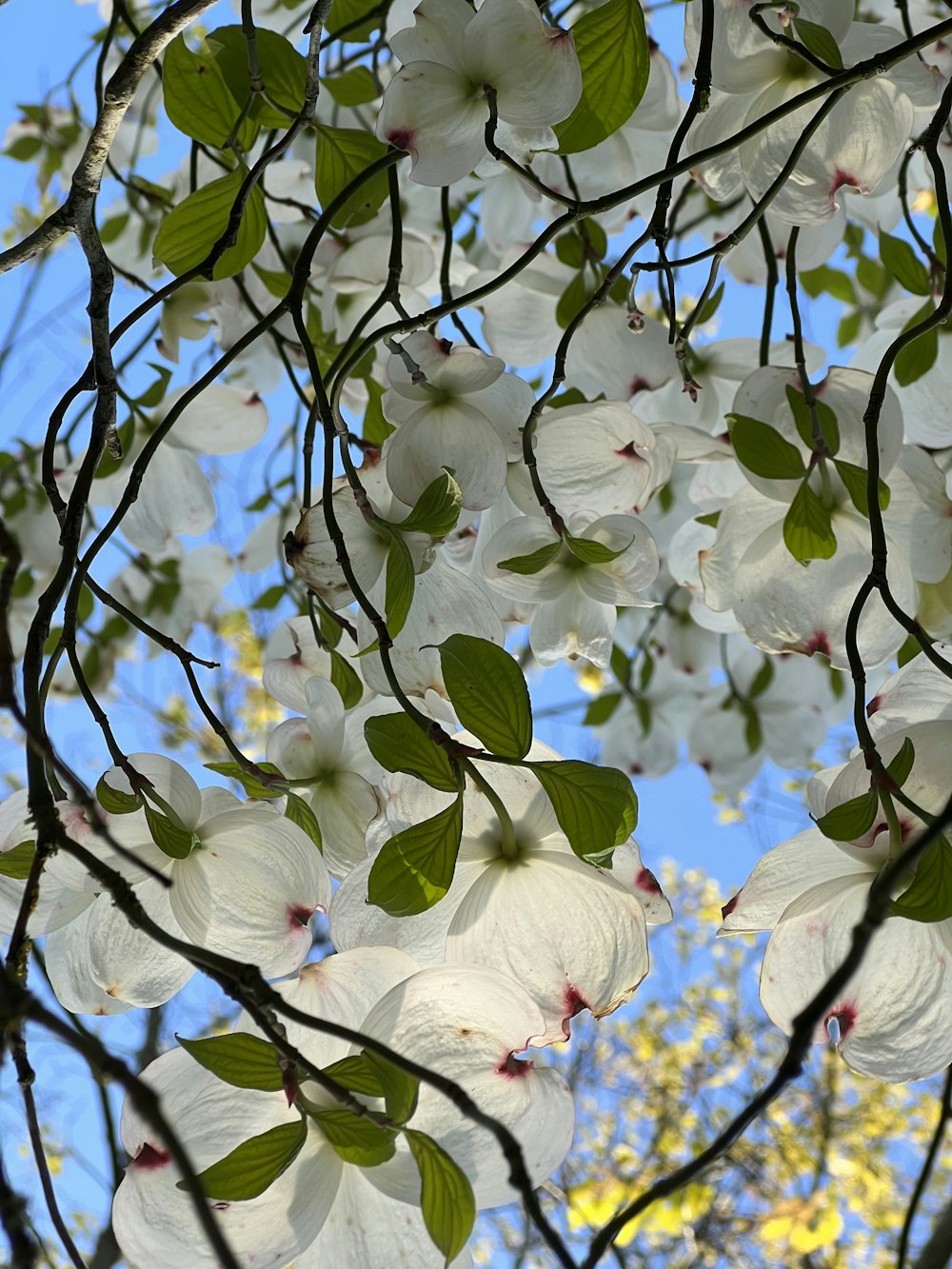 a tree with white flowers and green leaves