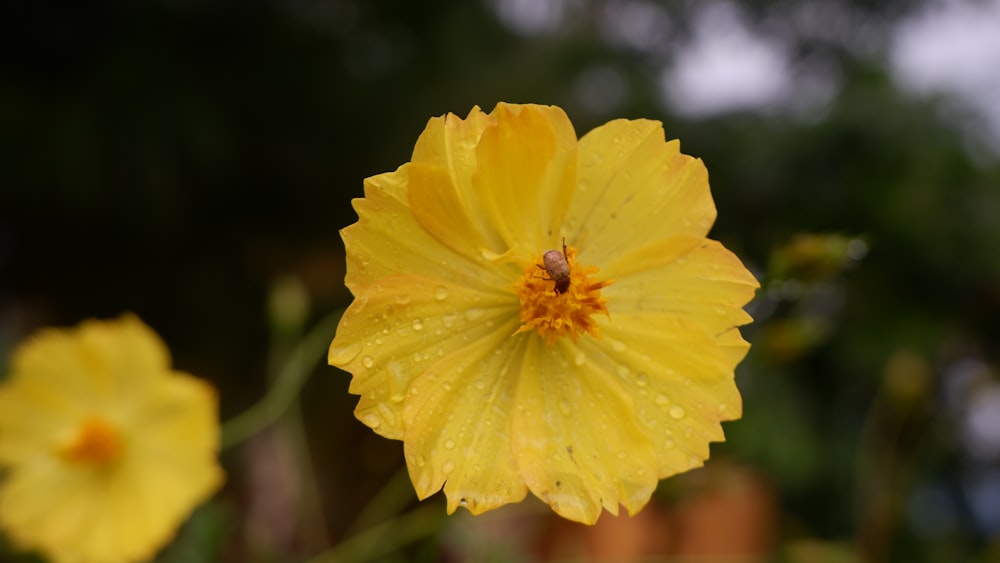 a close up of a yellow flower with drops of water on it